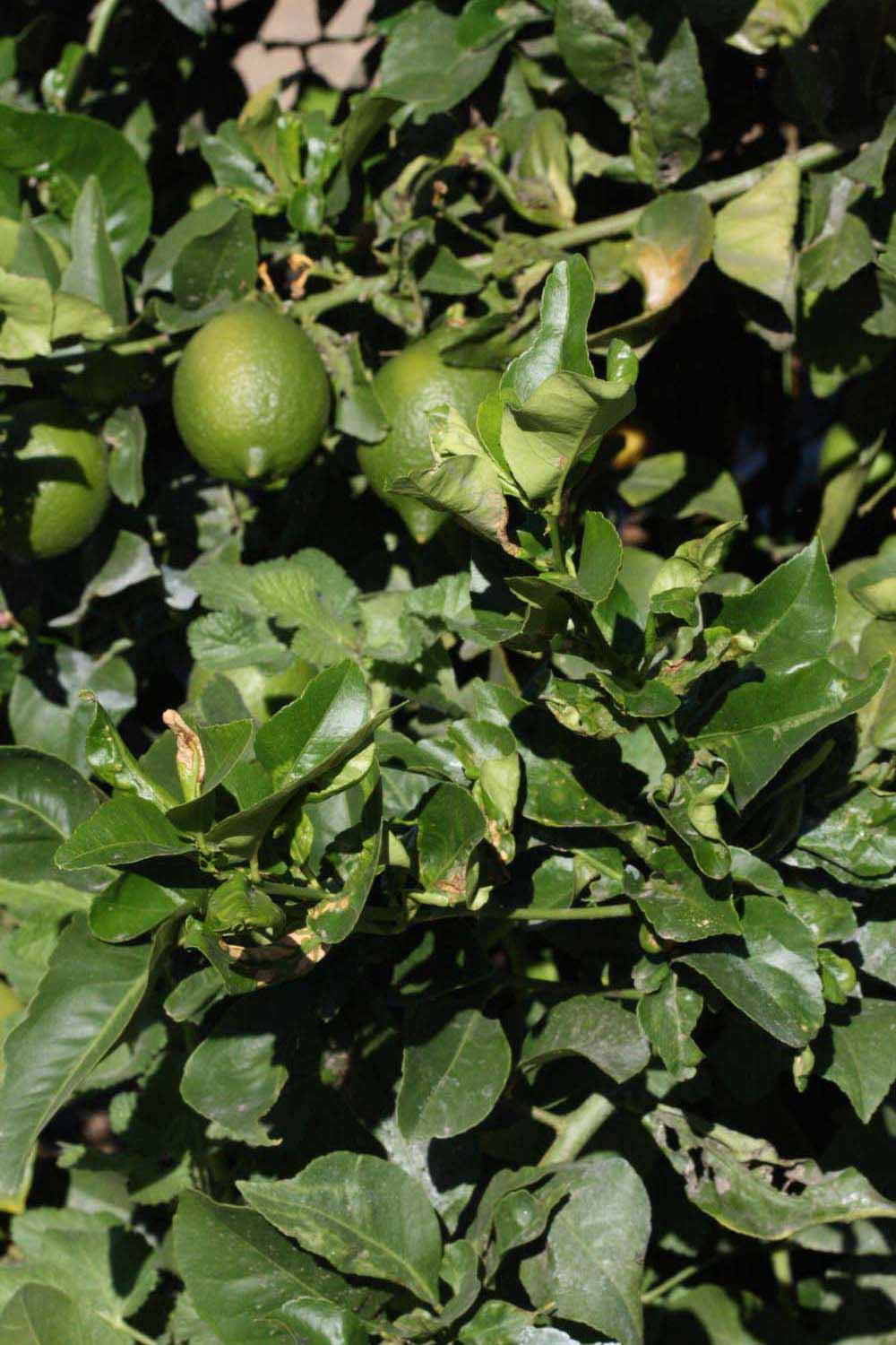              Sun leaves (Riverside, CA)       